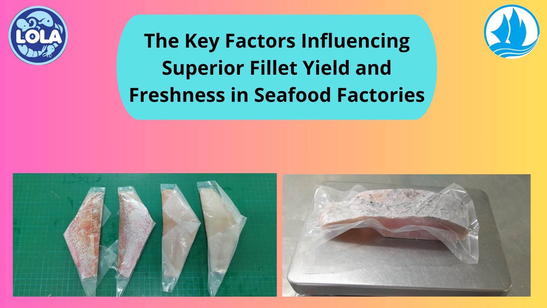  The Key Factors Influencing Superior Fillet Yield and Freshness in Seafood Factories